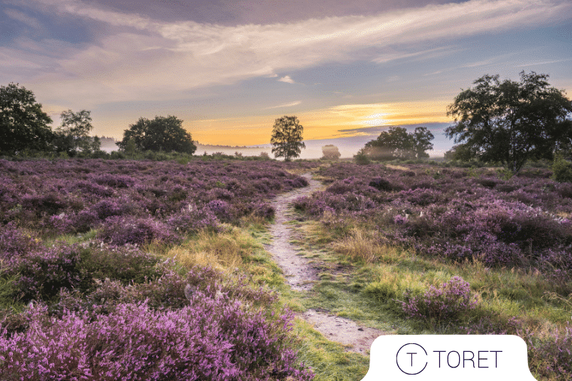 Nové funkcie v Toret pluginoch pridané v 8/2025