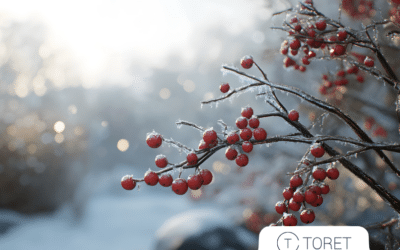 Nové funkcie v Toret pluginoch pridané v 12/2025